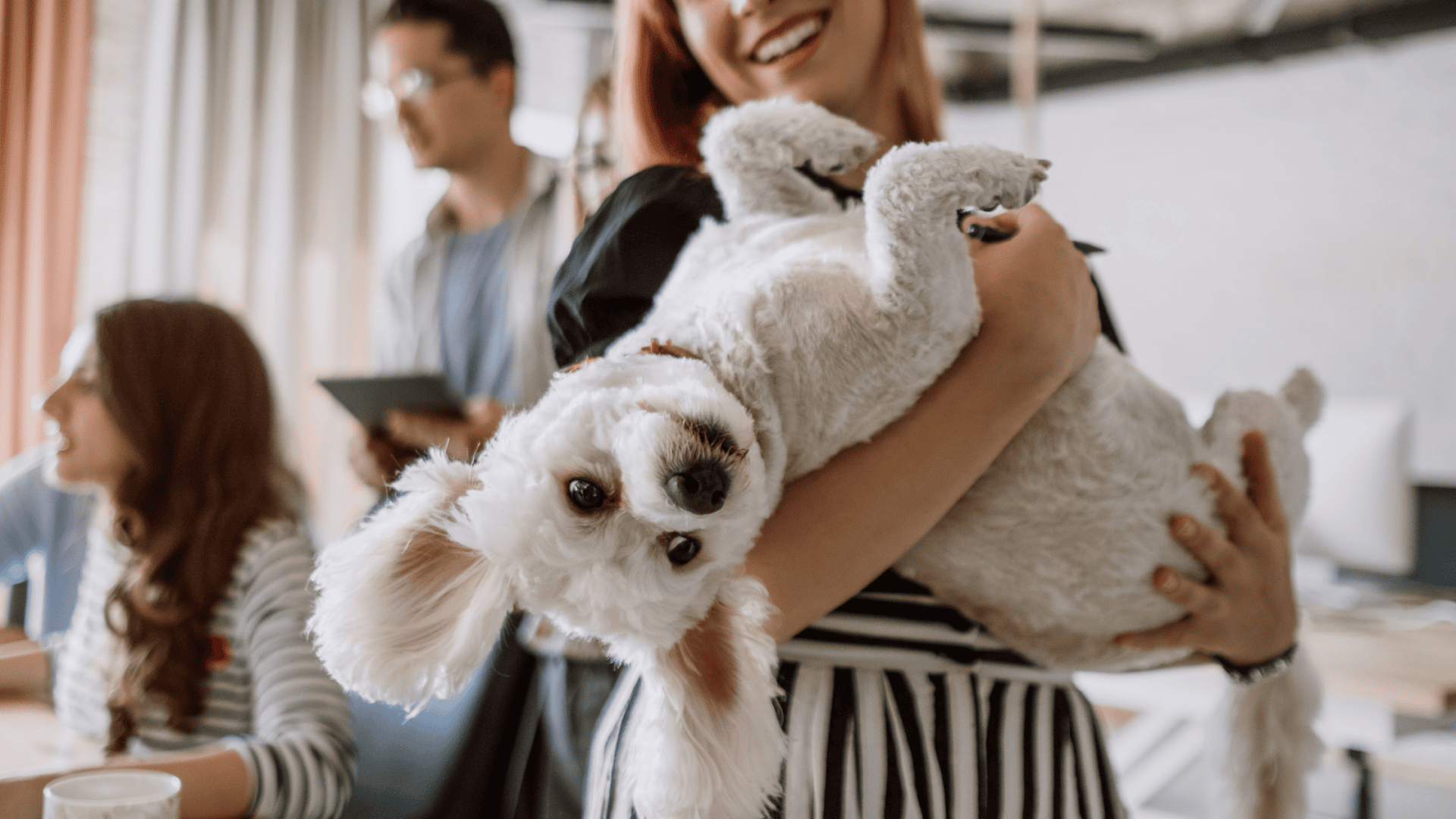 Picture of Pet-Friendly Homes: 2024's Best Remodeling Practices